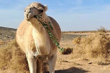 Camel 5.jpg
