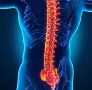 spinal_vertebrae