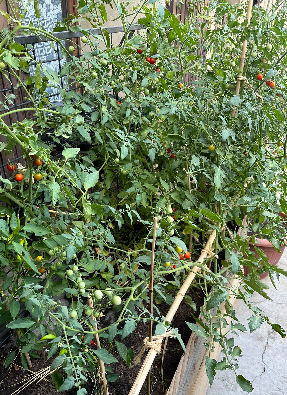 Plantation_TomatesCerise_Terrasse_Recolte_DSMS