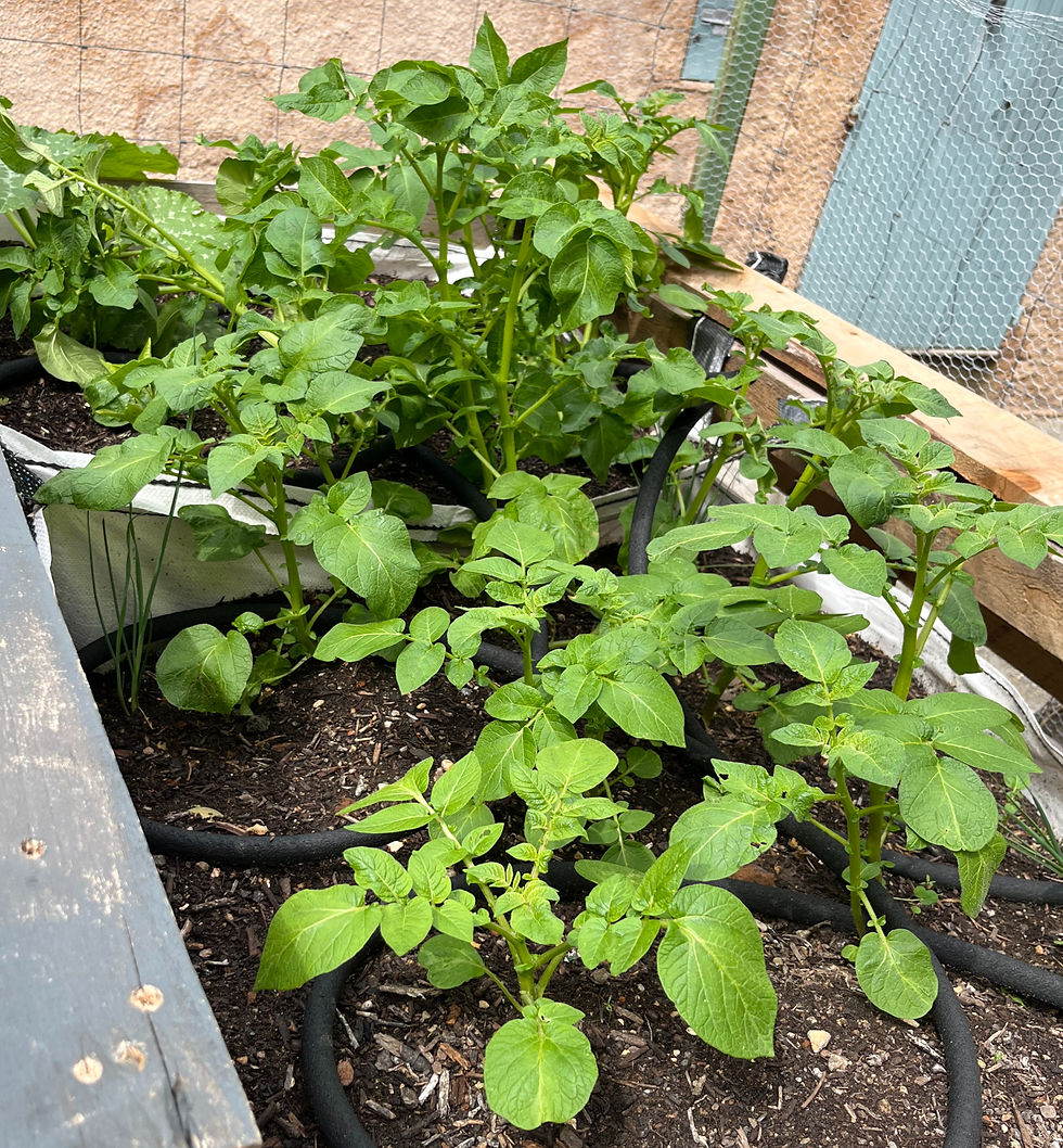 Plantation_PommeDeTerre_Terrasse_Croissance_DSMS