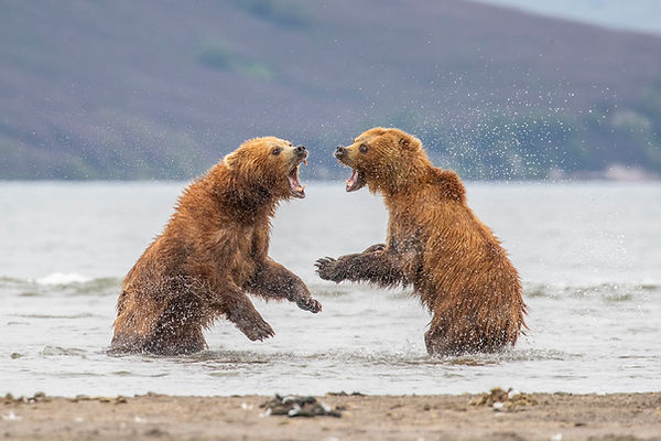 Karhuja Kamchatkalla, valokuva Kaisa Sirén