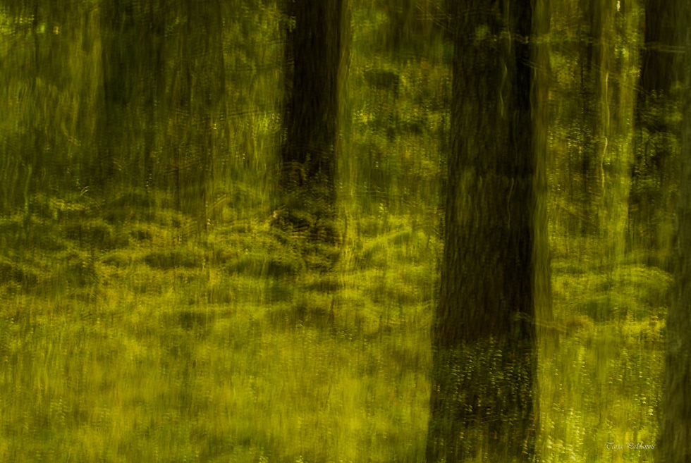 Valokuva Tarja Paldanius: Mystinen metsä