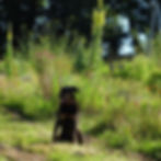 Padouk, la gardienne des lieux