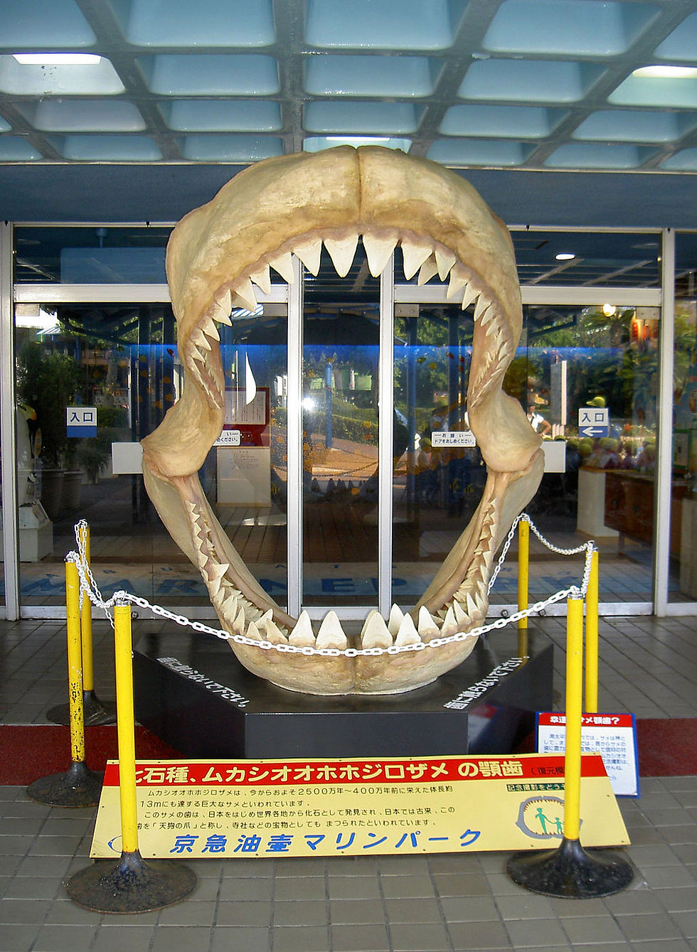 FILE PHOTO: Megalodon fossils are mostly found in Japan in Asia. Image: Public Domain