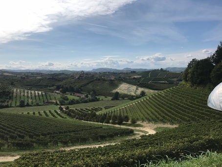 Unlock Your Winery's Potential with Southern Cross Wines