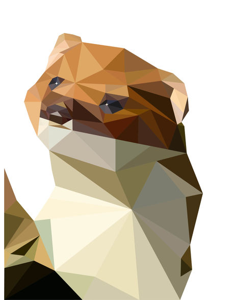 Poly Ferret Lynn Vang - 1.16.19.jpg