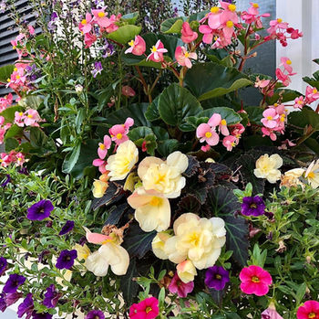 landscaping ideas backyard patio privacy fence garden flower backyard design small garden ideas front of house landscaping raised bed backyard deck garden design ideas herb garden flower garden wall trellis flower bed design patio landscaping ideas front yard gardens garden wall cottage garden planter design backyard patio design backyard planter backyard design garden landscaping landscape designers near me modern landscaping patio paver design landscape lighting residential landscape luxury landscaping outdoor designer hardscape landscaping outdoor landscapes hardscape design landscape design services landscape design companies near me residential landscape design beautiful front yards landscaping consultation tropical landscape design outdoor lighting design virtual landscape design native plant landscape design fire pit patios patio design pavers backyard stone patio pavers patio pavers design brick patio pavers concrete pavers stone backyard patio makeover slate patio pavers granite patio pavers bluestone patio pavers flagstone patio pool patio design Latina landscape designer woman-owned business landscape architecture landscape design Via Flora Landscapes Weston Sudbury Sherborn Lincoln Concord West Concord Hopkinton Wayland Chestnut Hill Newton Cochituate Ashland Natick Needham Wellesley Dover Auburndale Boston Massachusetts San Juan Dorado Isabela Aguadilla Rincon Mayaguez Cabo Rojo Ponce Humacao Fajardo Rio Grande Puerto Rico