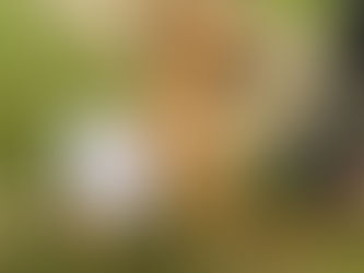 Quiet Piggy No Barking