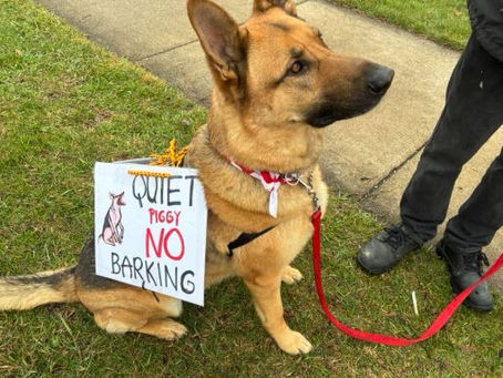 Quiet Piggy No Barking