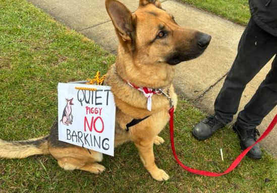 Quiet Piggy No Barking