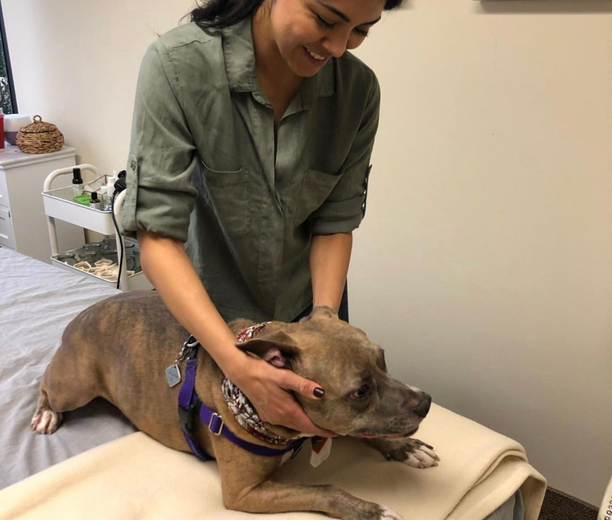 Dog receiving complementary mobility care at Dallas Animal Chiropractic in Carrollton, Texas