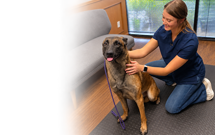 Dr. Andie Ibarra providing animal chiropractic care
