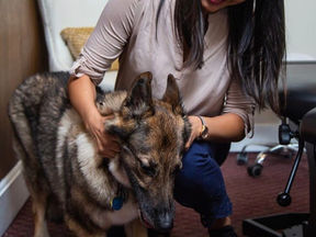 Dog receiving chiropractic care at Dallas Animal Chiropractic in Carrollton, Texas