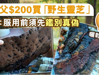 靈芝真偽要小心！