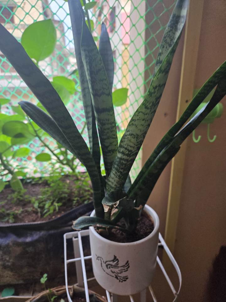 Snake Plant (పాము మొక్క) for sale in Habsiguda