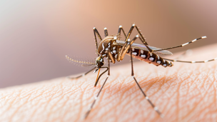 קדחת מערב הנילוס