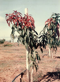 1986 פריחת המנגו.jpg