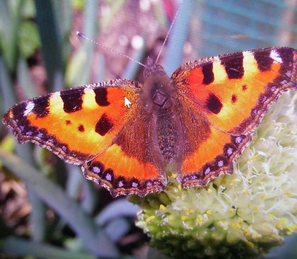 dr_schmettarling in seiner vollen Pracht