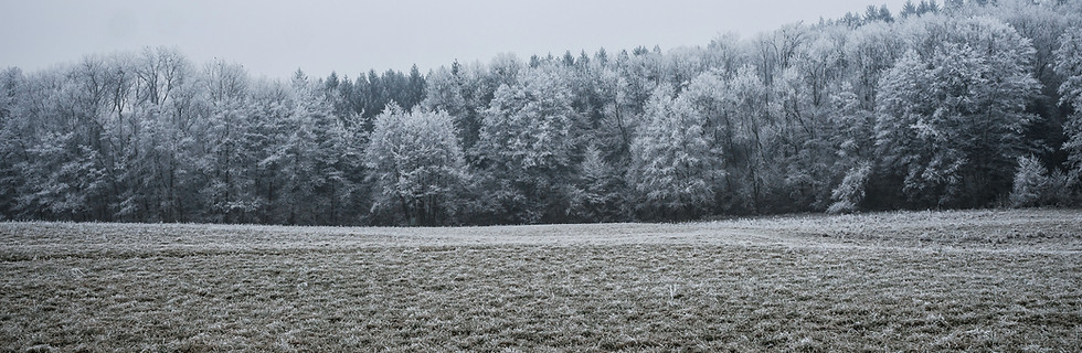 Frosted Winter Landscape