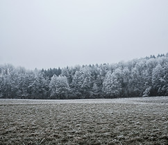 Snow Covered Trees