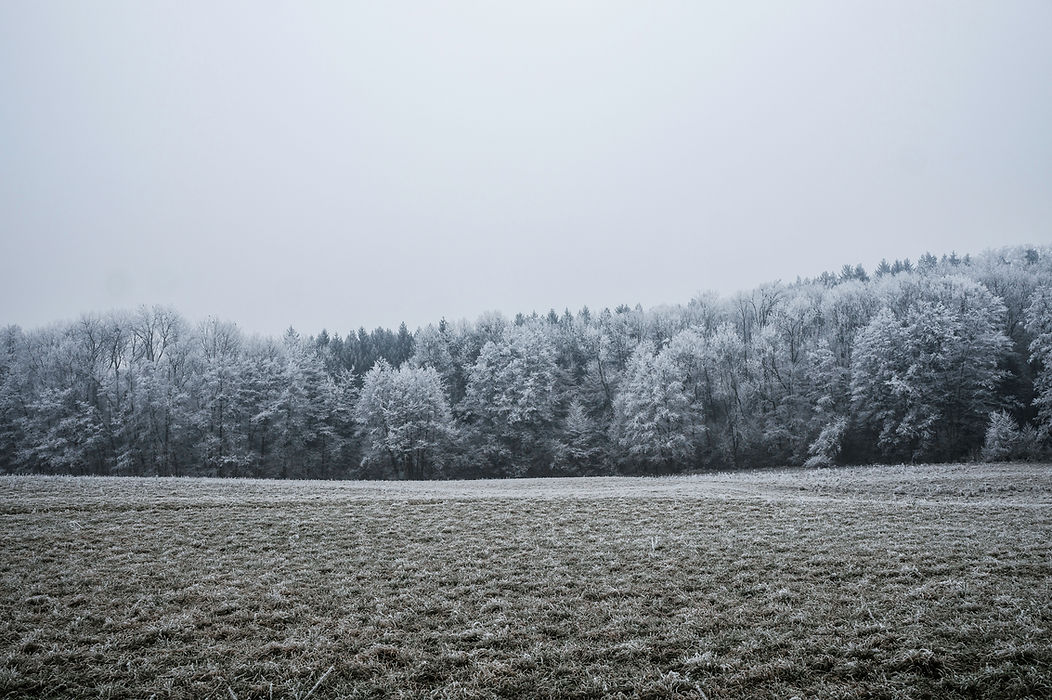 Snow Covered Trees