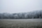 Snow Covered Trees