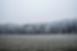 雪に覆われた木
