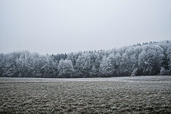 Snow Covered Trees