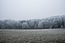 雪に覆われた木