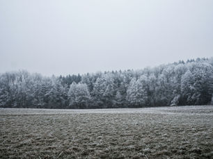 A winter forest in Wisconsin