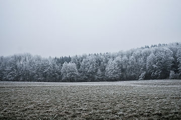 Snow Covered Trees