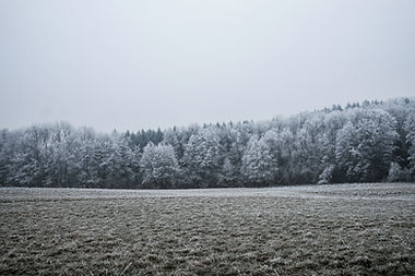 Snow Covered Trees