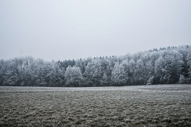 Snow Covered Trees