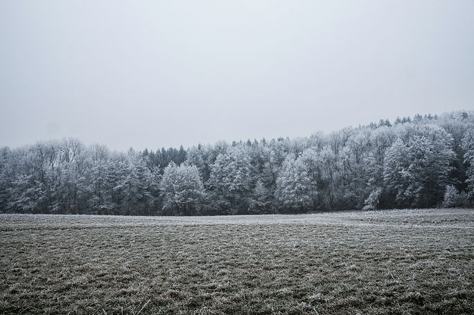 Arbres couverts de neige