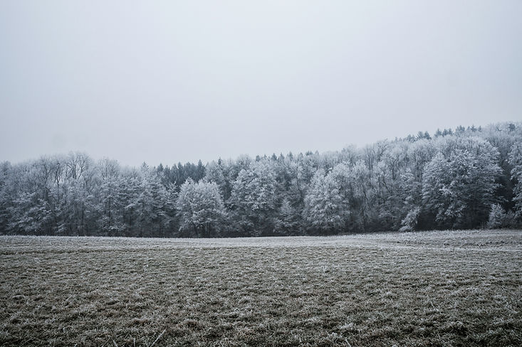 Snow Covered Trees