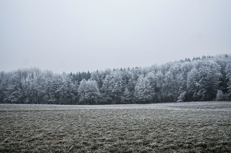Snow Covered Trees