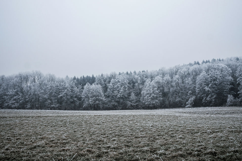 Frosted Winter Landscape