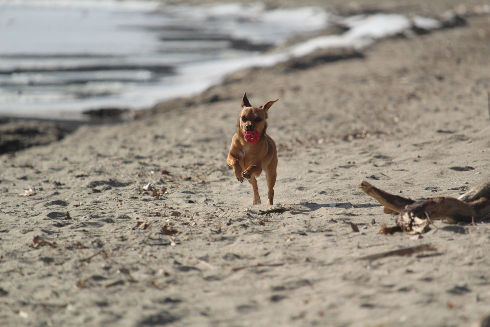 P-Bear - Lake Champlaine (3)