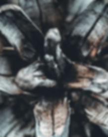 Pine Cone