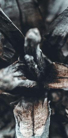 Pine Cone