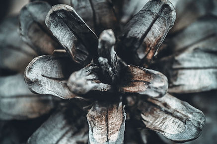 pine cone