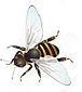 bee, honey, cbd, honeybee, bee in flight