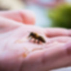 BEEKEEPING ADVENTURE