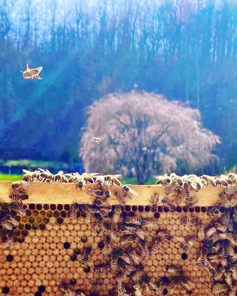 Thumbnail: Beekeeping Adventure