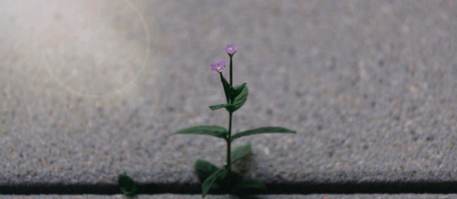 Suffering as a ministry