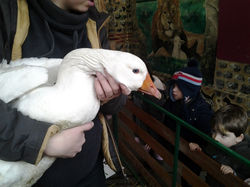 CHEVRERIE L'OISELIERE