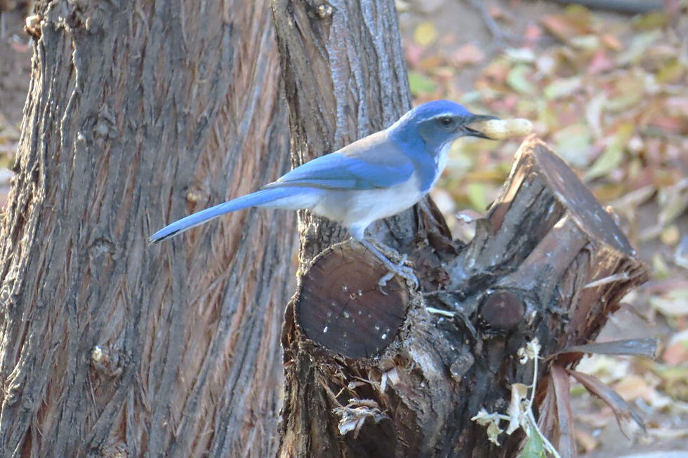 California Scrub-Jay by Diane Wong-Kone