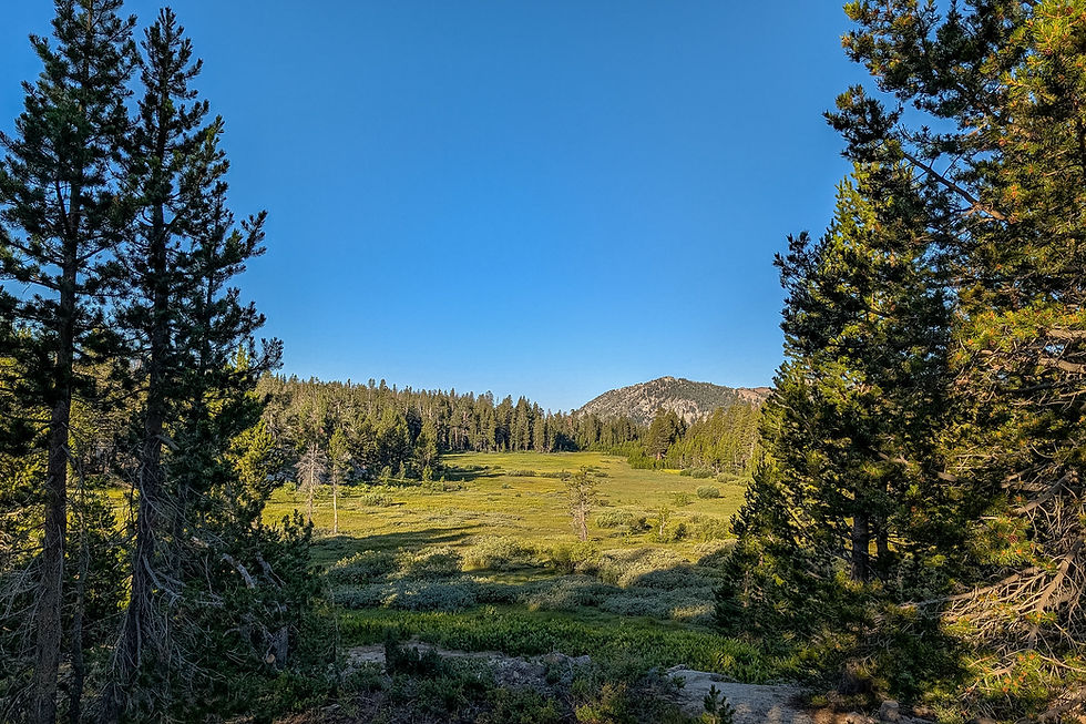 Lower Tahoe Meadows Field Trip
