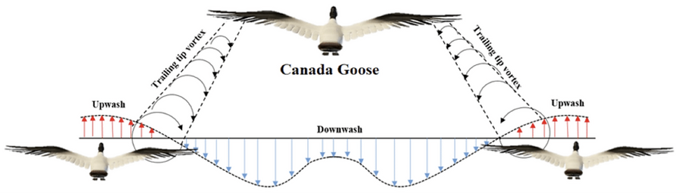 Figure 1: Geese in front give lift to following geese. (Mirzaenia et. al.)