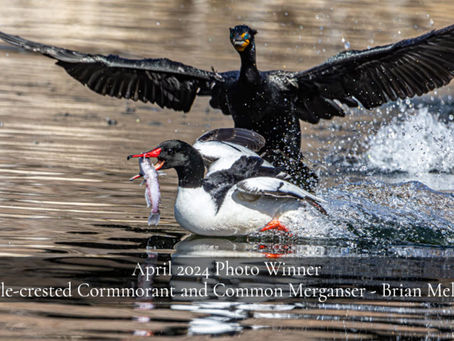 Double-crested Cormorant and Common Merganser by Brian Meltzner